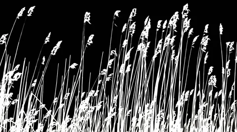 Sunset Through the Reeds. Silver feather grass swaying in wind. 스톡 동영상 62342928