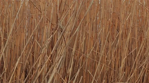 Sunset Through the Reeds. Silver feather grass swaying in wind. 스톡 동영상 62342967