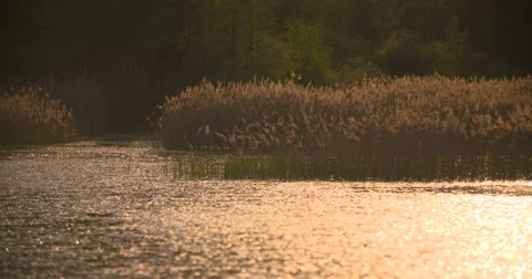 Sunset Through the Reeds. Silver feather grass swaying in wind. Stock Footage 63434438