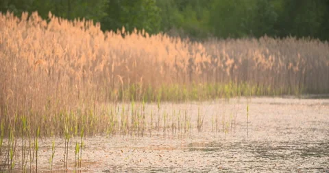 Sunset Through the Reeds. Silver feather grass swaying in wind Stock Footage 64898056