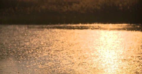 Sunset Through the Reeds. Silver feather grass swaying in wind Stock Footage 64899175