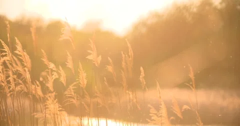 Sunset Through the Reeds. Silver feather grass swaying in wind Stock Footage 64899938