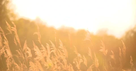 Sunset Through the Reeds. Silver feather grass swaying in wind Stock Footage 64900670