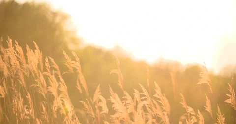Sunset Through the Reeds. Silver feather grass swaying in wind Stock Footage 64900793