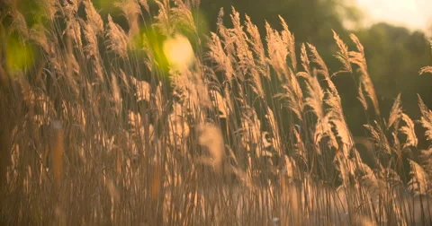 Sunset Through the Reeds. Silver feather grass swaying in wind Stock Footage 64901672
