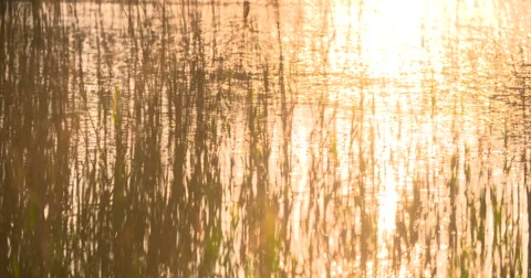 Sunset Through the Reeds. Silver feather grass swaying in wind Stock Footage 64901802