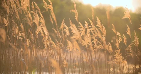 Sunset Through the Reeds. Silver feather grass swaying in wind Stock Footage 64904712