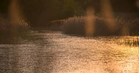 Sunset Through the Reeds. Silver feather grass swaying in wind Stock Footage 64906496