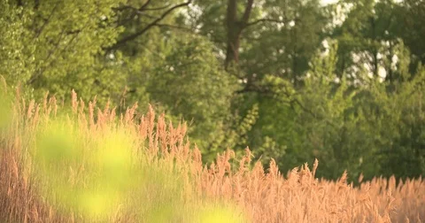 Sunset Through the Reeds. Silver feather grass swaying in wind Stock Footage 70404271