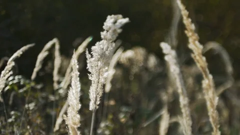 Sunset Through the Reeds. Silver feather grass swaying in wind. Stock Footage 83256680