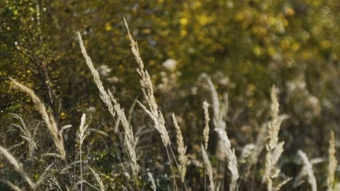 Sunset Through the Reeds. Silver feather grass swaying in wind. Stock Footage 83257145