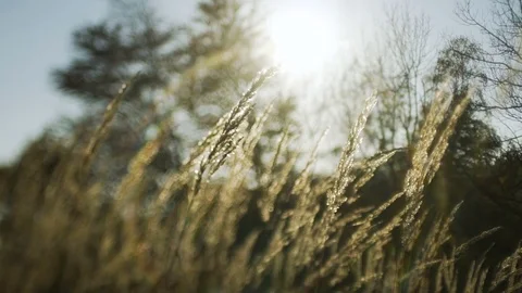 Sunset Through the Reeds. Silver feather grass swaying in wind. Stock Footage 83257295
