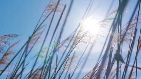 Sunset Through the Reeds. Silver feather grass swaying in wind. Stock Footage 83352393