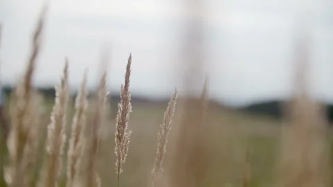 Sunset Through the Reeds. Silver feather grass swaying in wind. Stock Footage 86038774