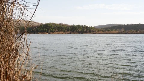 Sunset Through the Reeds. Silver feather grass swaying in wind Stock Footage 86792120