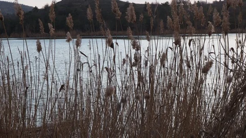 Sunset Through the Reeds. Silver feather grass swaying Stock Footage 86796475
