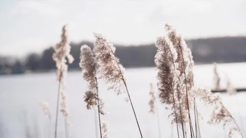 Sunset Through the Reeds. Silver feather grass swaying in wind Stock Footage 104770258