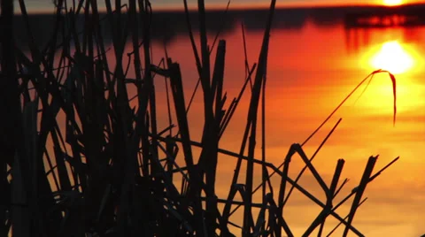 Sunset through the reeds,sunset over the lake,sunset over the river Stock Footage 36643169