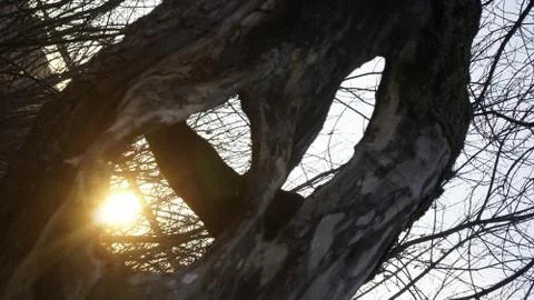 Sunset through a rotten old tree (Overlooking the railway bridge) Stock Photos