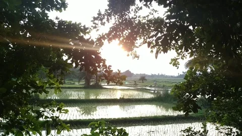 Sunset Through Rural Leaves &amp; Corn Field Stock Footage 159997087