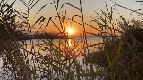 Sunset Through The Sea Grass Video stock 231536449