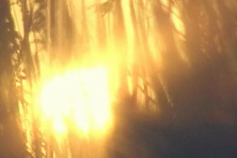 Sunset through the Sea Oats Stock Footage 311745