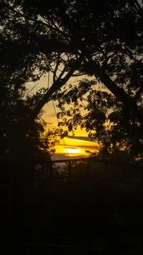 Sunset Through Silhouette Trees Stock Photos