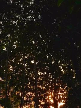 Sunset through silhouetted forest tree foliage. Stock Photos