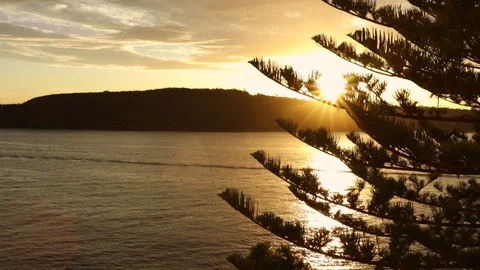 Sunset through silhouetted tree Stock Footage 128577671