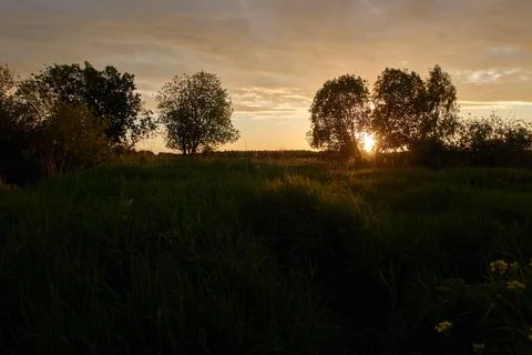 Sunset through the silhouetted trees. Summer evening in the field. Foto stock