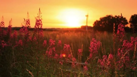 Sunset through some flowers Stock Footage 74096707