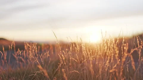 Sunset through straws, focus pull, soft focus Video stock 143439118