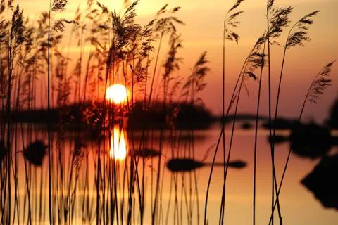 Sunset through straws Stock Photos