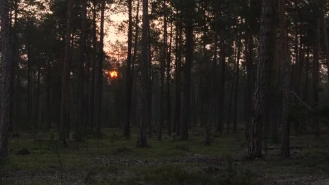 Sunset through taiga forest in Siberia Stock Footage 281285510