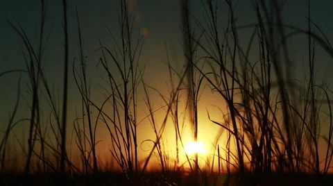 Sunset through tall grass Video stock 49845524