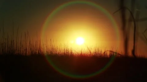 Sunset through tall grass Video stock 49848167