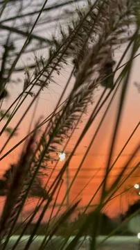 Sunset through tall grass Stock Photos