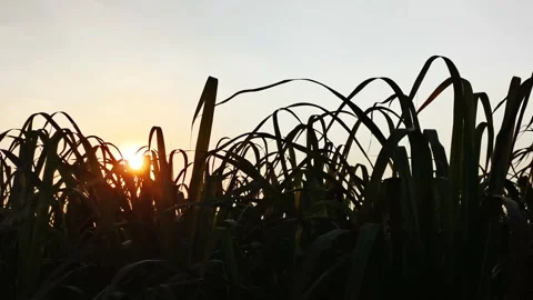 Sunset Through Tall Grass in Rural Farmland b roll Stock Footage 321136033