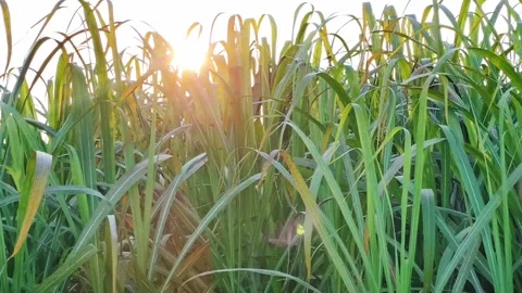 Sunset Through Tall Grass in Rural Farmland Stock Footage 321136034