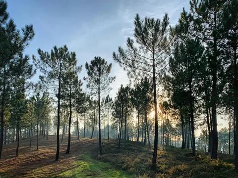 Sunset through tall pine trees in a forest landscape Stock Photos