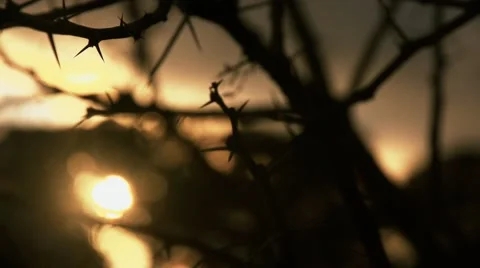 Sunset through thorn tree. Stock Footage 54024895