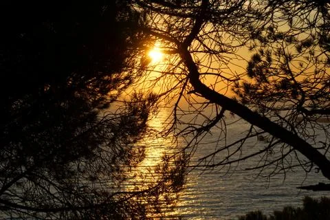 Sunset through three branches Stockfoto's
