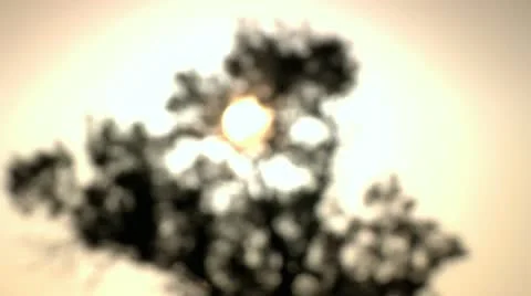 Sunset Through a Tree 1 Stock Footage 10949112