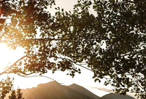 Sunset Through Tree Branches and Mountains Fotos de archivo