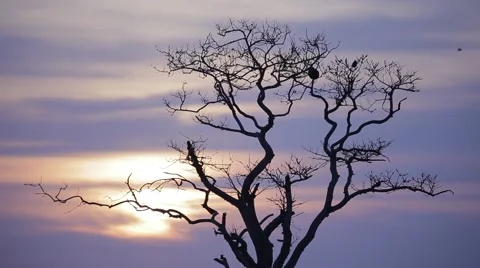 Sunset Through Tree Branches Stock Footage 50297296