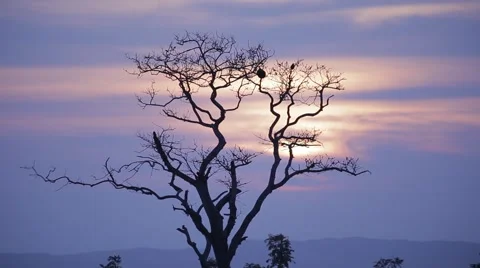 Sunset Through Tree Branches Stock Footage 50297297