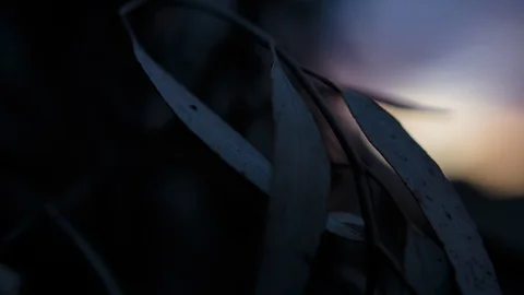 Sunset through tree branches Video stock 94884204