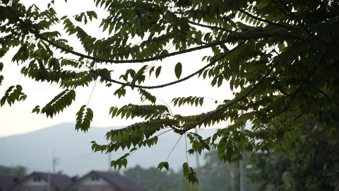 Sunset through the tree branches Stock Footage 117331955