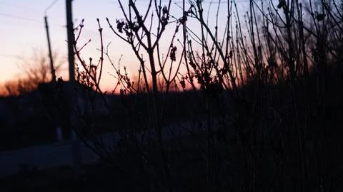 Sunset through tree branches Stock Photos