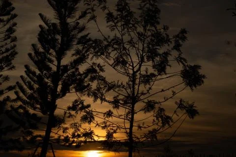 Sunset through the tree branches, silhouette of trees with pink orange. Orang Stock Photos